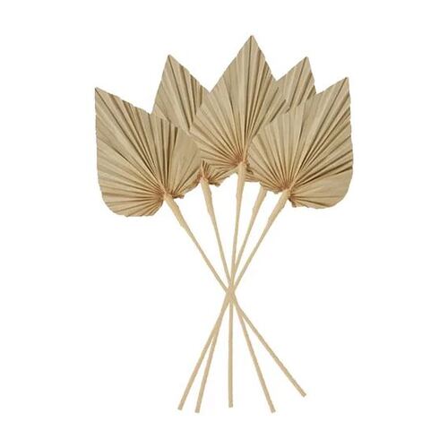 Preserved Dried Spade Palm Natural 45cm #CTCOD1509 - Pack of 5 TEMPORARILY UNAVAILABLE