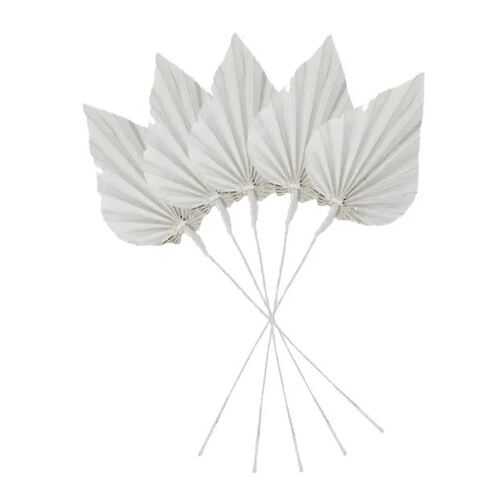 Preserved Dried Spade Palm White 45cm #CTCOD1511 - Pack of 5 TEMPORARILY UNAVAILABLE