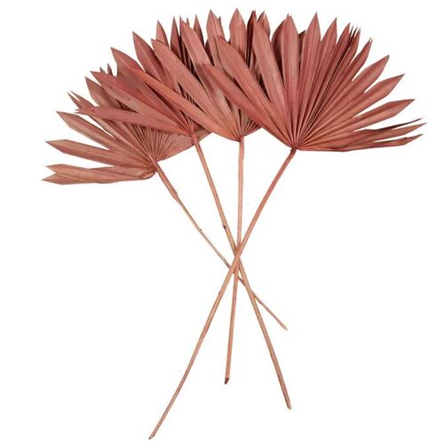 Preserved Dried Sun Spear Palm Rose 55cm #CTCOD1583 - Pack of 4 TEMPORARILY UNAVAILABLE