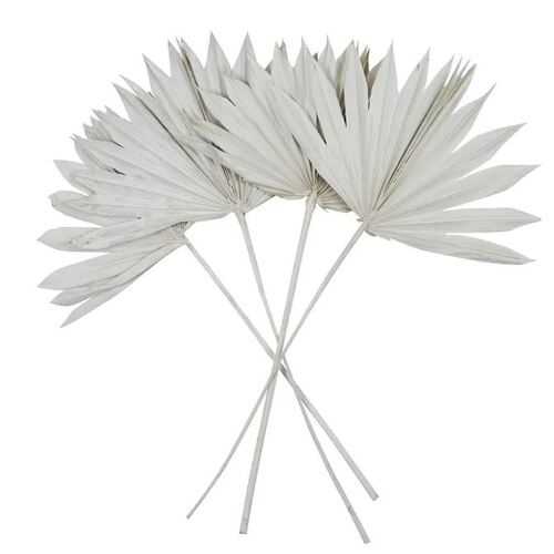 Preserved Dried Sun Spear Palm White 55cm #CTCOD1584 - Pack of 4 TEMPORARILY UNAVAILABLE