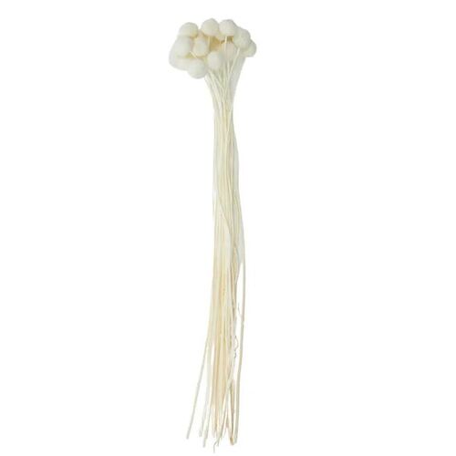 Preserved Dried Billy Button Bunch Ivory 60cml #CTCOF3117 - Each