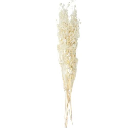 Preserved Dried Lover Bean Flower Bundle Ivory 60cml #CTCOF3139 - Each