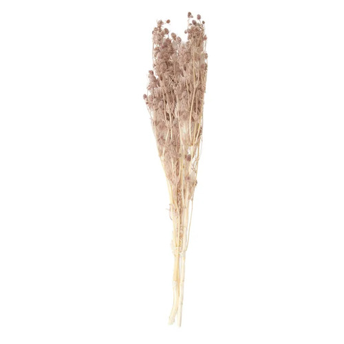 Preserved Dried Lover Bean Flower Bundle Nude 60cml #CTCOF3140 - Each
