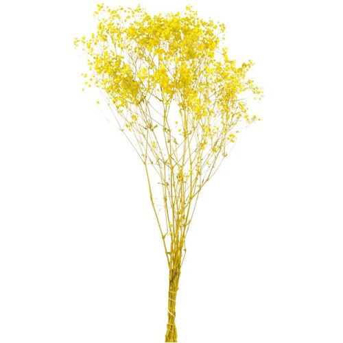 Preserved Dried Gypsophila Babys Breath Yellow 70cml #CTCOF3141 - Each