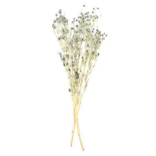 Preserved Dried Lover Bean Flower Bundle Grey 60cml #CTCOF3160 - Each