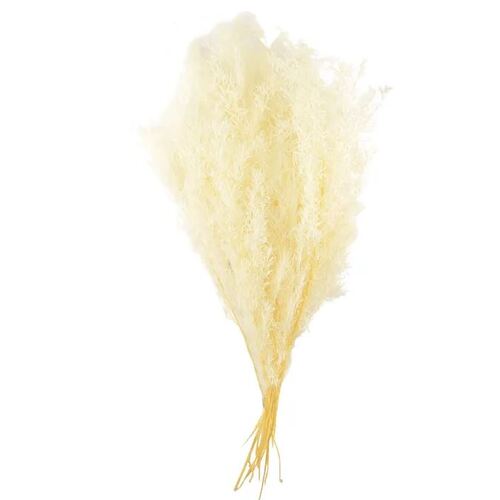 Preserved Dried Asparagus Bundle White 50cml #CTCOF3164 - Each