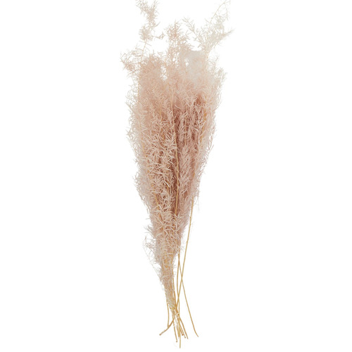 Preserved Dried Asparagus Bundle Pink 50cml #CTCOF3166 - Each