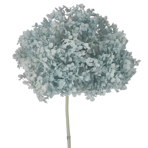 Preserved Dried Hydrangea Light Blue 57cml #FBLH119LBL - Each TEMPORARILY UNAVAILABLE