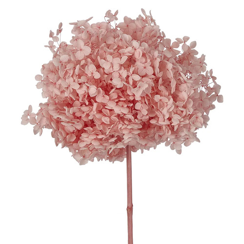 Preserved Dried Hydrangea Light Pink 57cml #FBLH119LP - Each