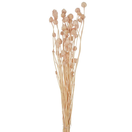 Preserved Dried Pompom Flowers Bunch Light Pink 50g #FBLP227LP - Each TEMPORARILY UNAVAILABLE