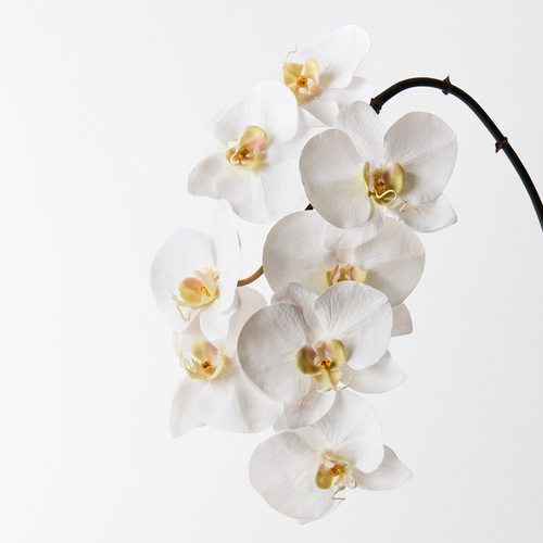Orchid Phalaenopsis x8 Winter White 95cml #FI0208WW - Each (Upkgd.) TEMPORARILY UNAVAILABLE