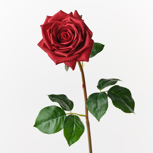 Fresh Touch Rose Hannah Black 75cml #FI8473BK - Each