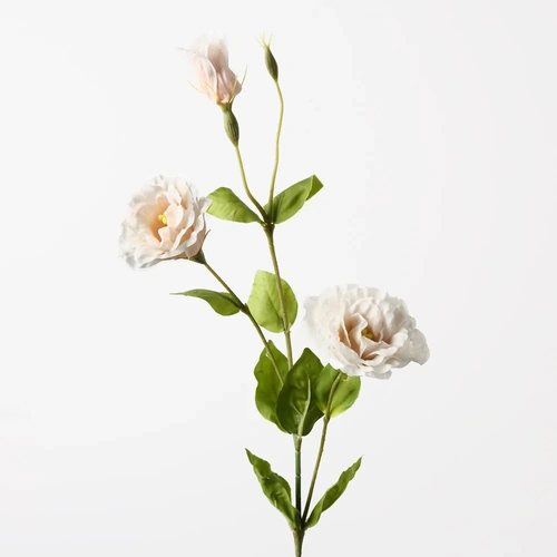 Lisianthus Champagne 72cml #FI10951CH - Each (Upkgd.)