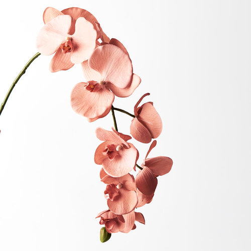 Orchid Phalaenopsis Spray Fresh Touch Dusty Pink 102cml #FI4837DP - Each (Upkgd.)