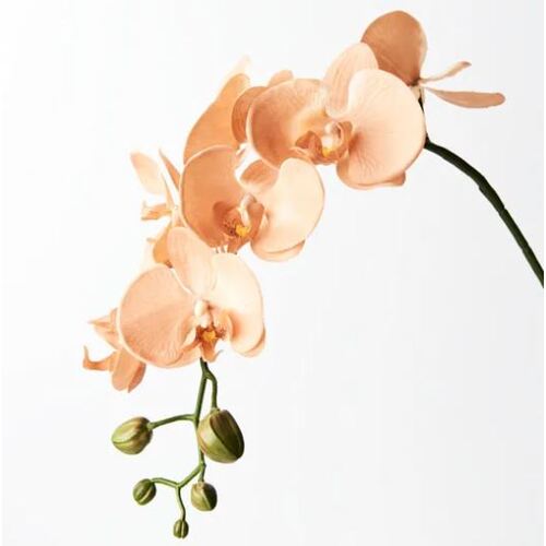 DISC Orchid Phalaenopsis Fresh Touch Apricot Cream 72cml #FI4873AC - Each (Upkgd.) 