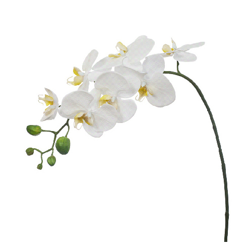 Orchid Phalaenopsis Fresh Touch White 72cml #FI4873WH - Each (Upkgd.) 