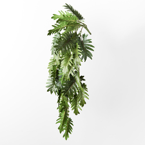 Philodendron Selloum Hanging Bush 86cml #FI9138GR - Each (Upkgd.)