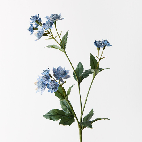 Astrantia Spray Dark Blue 49cml #FI6834DB - Each