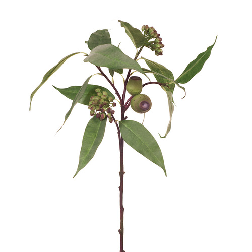 Eucalyptus Pod & Seed Green 63cml #FI7356GR - Each TEMPORARILY UNAVAILABLE