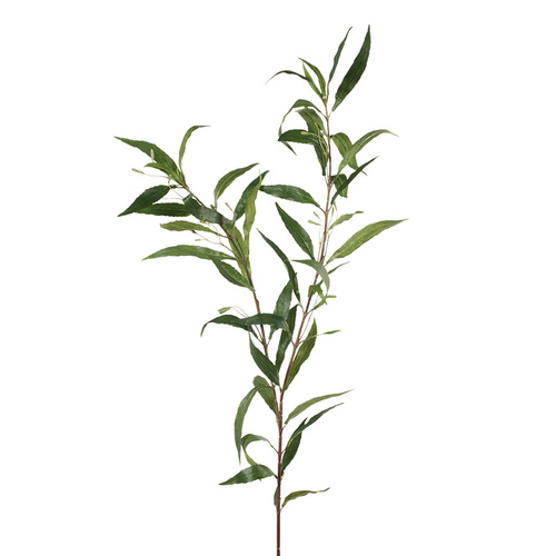 Ruellia Leaf Green 91cml #FI7698GR - Each (Upkgd.)