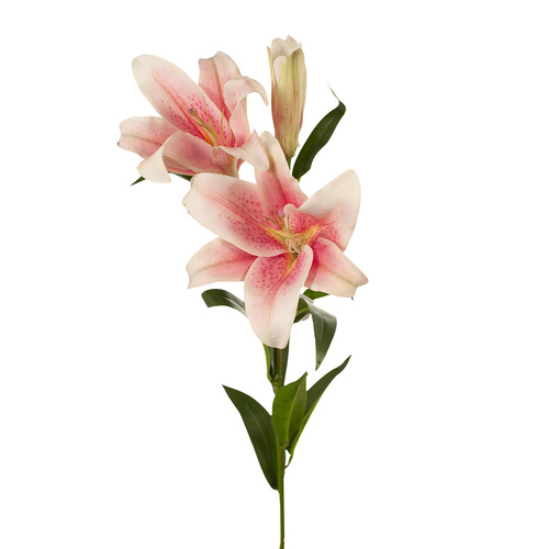 Lily Asiatic Pink 87cm #FI7790PK - Each