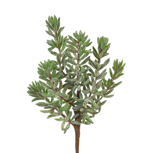 Sedum Pick Green Grey 24cml #FI7839GR - Each (Upkgd.)