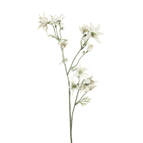 Flannel Flower Spray Cream Green 78cml #FI7843CG - Each (Upkgd.)