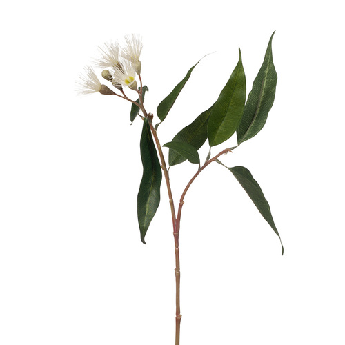 DISC Eucalyptus Flowering Cream 53cml #FI7858CR - Each 