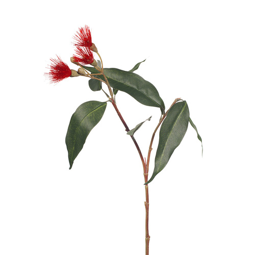 Eucalyptus Flowering Red 53cml #FI7858RD - Each TEMPORARILY UNAVAILABLE