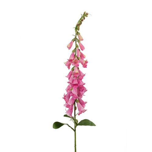 Foxglove Pink 89cml #FI7875PK - Each 