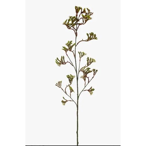 Kangaroo Paw Green 73cml #FI8092GR - Each (Upkgd.)