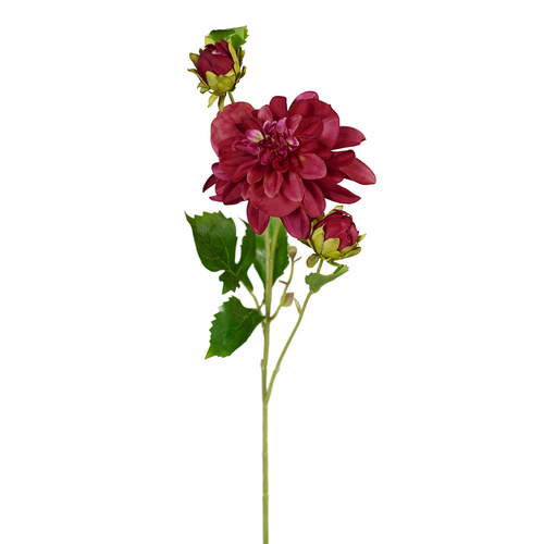 Dahlia Pompom 65cml Wine #FI8410WN - Each 
