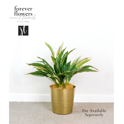 Cordyline Plant Green Pink 40cm #FI8181GP - Each