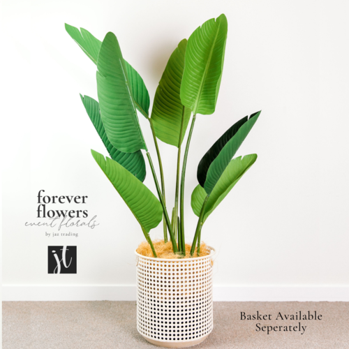 Bird of Paradise Plant Green 152cm #FI8221GR - Each