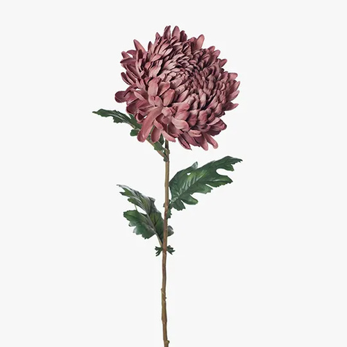 Chrysanthemum Dusty Mauve 76cml#FI8252DM - Each