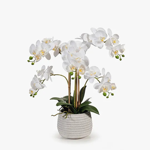 Orchid Phalaenopsis White in Pot 53cmh #FI8357WH - Each (Upkgd.) TEMPORARILY UNAVAILABLE