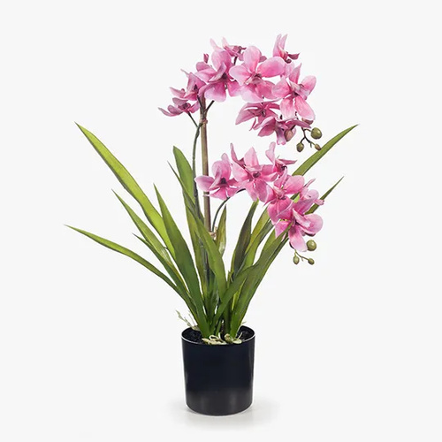 Orchid Ascocenda Pink in Pot 51cmh #FI8358PK - Each (Upkgd.)
