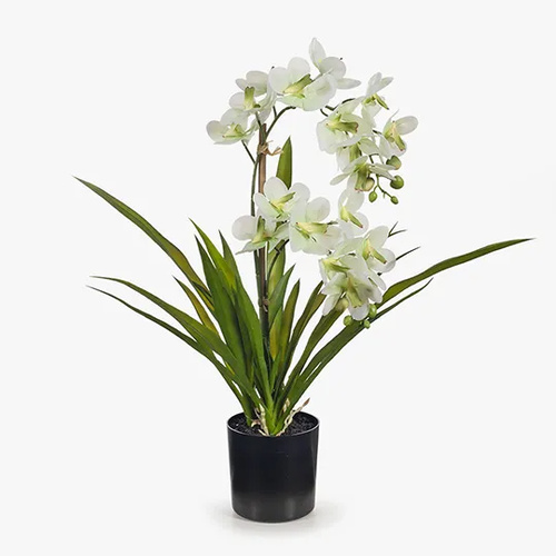 Orchid Ascocenda Soft Green in Pot 51cmh #FI8358SG - Each (Upkgd.)TEMPORARILY UNAVAILABLE