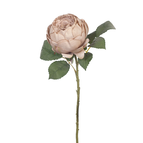 Rose English Antique Pink 53cm #FI8361APK - Each