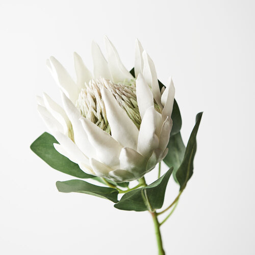 Protea King White 73cml #FI8494WH - Each (Upkgd.)