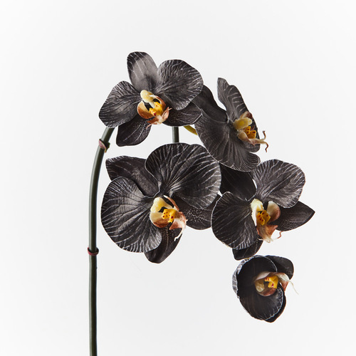 Orchid Phalaenopsis Infused Mini Black White 51cml #FI8508BKWH - Each (Upkgd.)