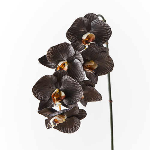 Orchid Phalaenopsis Infused x6 Black White 86cml #FI8509BKWH - Each (Upkgd.) TEMPORARILY UNAVAILABLE