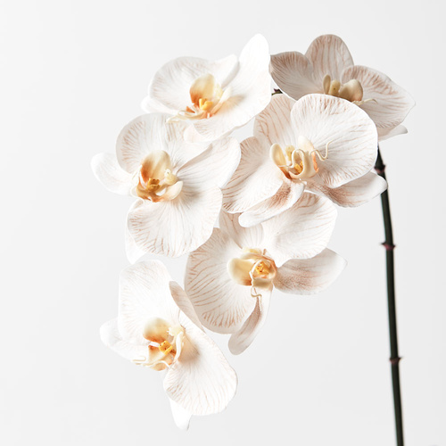 Orchid Phalaenopsis Infused x6 Dove 86cml #FI8509DV - Each (Upkgd.) TEMPORARILY UNAVAILABLE