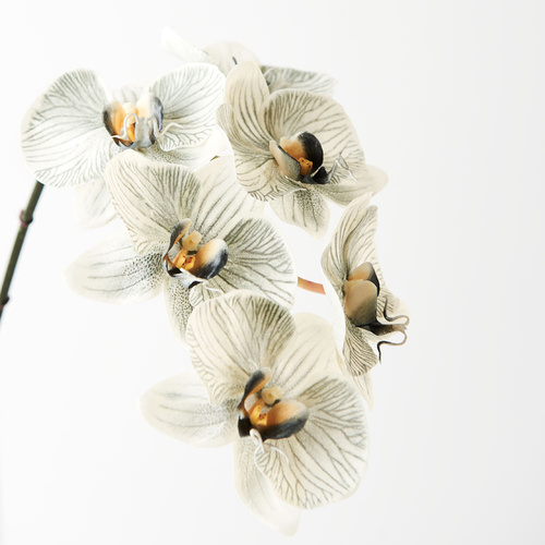 Orchid Phalaenopsis Infused x6 Grey 86cml #FI8509GY -  Each (Upkgd.)