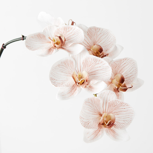 Orchid Phalaenopsis Infused x6 Latte 86cml #FI8509LA -  Each (Upkgd.) TEMPORARILY UNAVAILABLE
