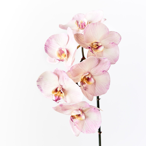 Orchid Phalaenopsis Infused x6 Lavender 86cml #FI8509LV - Each (Upkgd.) 
