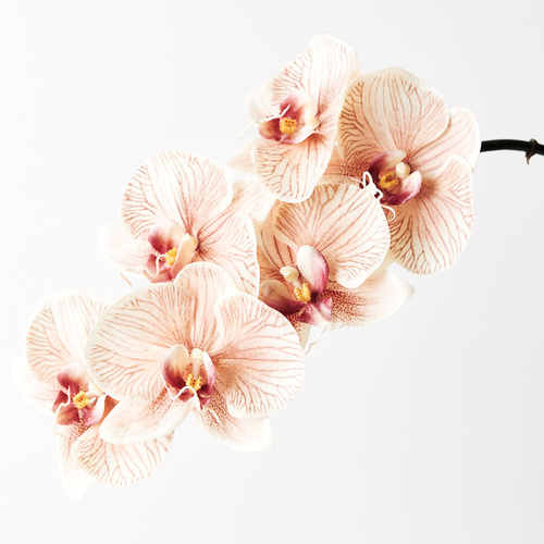 Orchid Phalaenopsis Infused x6 Mocha 86cml #FI8509MH -  Each (Upkgd.)