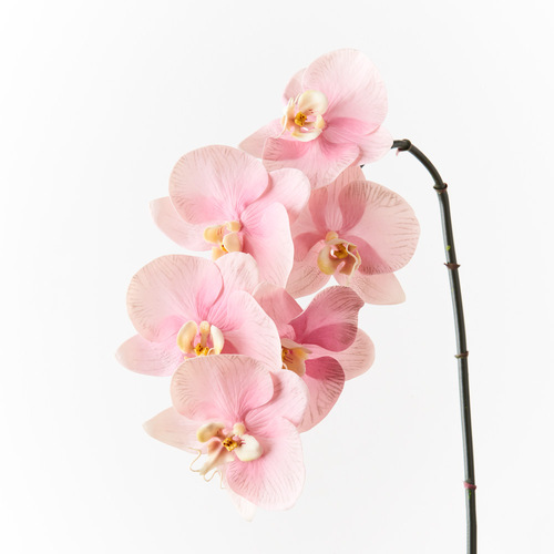 Orchid Phalaenopsis Infused x6 Pink 86cml #FI8509PK - Each (Upkgd.)