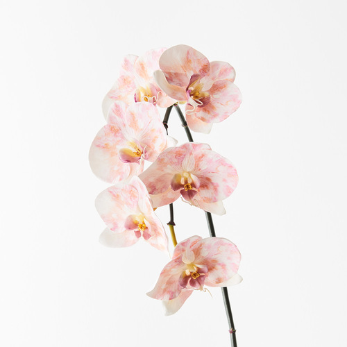 Orchid Phalaenopsis Infused x6 Pink Mauve 86cml #FI8509PM - Each (Upkgd.)