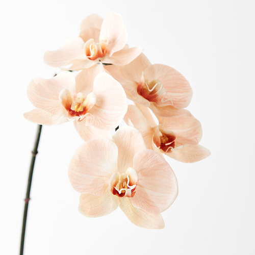 Orchid Phalaenopsis Infused x6 Salmon 86cm #FI8509SA -  Each (Upkgd.)
